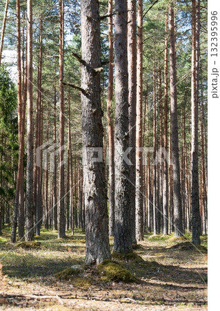Enchanting Woodland Scene Towering Pines in a Serene Forest Landscape, Nature s Majesty Enchanting Woodland Scene Towering Pines in a Serene Forest Landscape, Nature s Majesty 132395996
