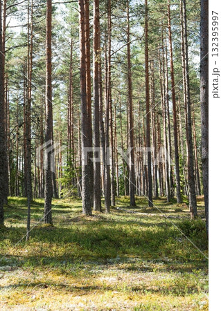 Sunlit Scandinavian Forest Tall Pines and Mossy Ground, a Natural Woodland Beauty Sunlit Scandinavian Forest Tall Pines and Mossy Ground, a Natural Woodland Beauty 132395997