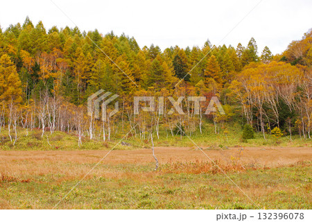 田ノ原湿原の紅葉【志賀高原】 田ノ原湿原の紅葉【志賀高原】 132396078