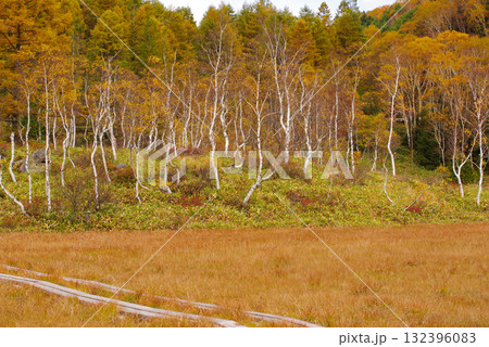 田ノ原湿原の紅葉【志賀高原】 132396083