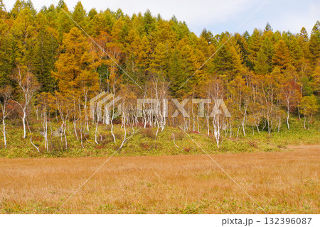 田ノ原湿原の紅葉【志賀高原】 田ノ原湿原の紅葉【志賀高原】 132396087