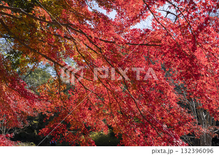 モミジの紅葉 モミジの紅葉 132396096