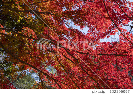 モミジの紅葉 モミジの紅葉 132396097