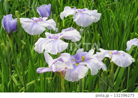 花菖蒲・堀切菖蒲園【東京都足立区】 132396275