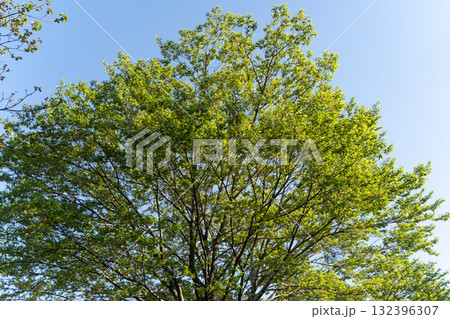 新緑の木と青空が広がる爽やかな季節① 新緑の木と青空が広がる爽やかな季節① 132396307