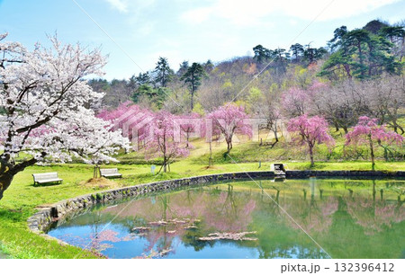 新潟県長岡市悠久山公園枝垂れ桜風景 新潟県長岡市悠久山公園枝垂れ桜風景 132396412