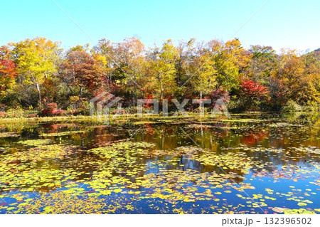 秋色に染まる志賀高原 蓮池湖畔 紅葉の風景 秋色に染まる志賀高原 蓮池湖畔 紅葉の風景 132396502