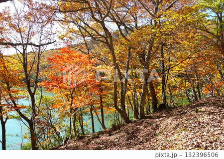 秋色に染まる志賀高原 琵琶池湖畔遊歩道 紅葉の風景 秋色に染まる志賀高原 琵琶池湖畔遊歩道 紅葉の風景 132396506