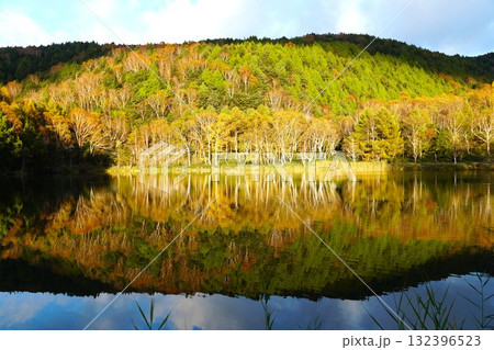 秋色に染まる志賀高原木戸池湖畔　ダケカンバ紅葉の風景 132396523