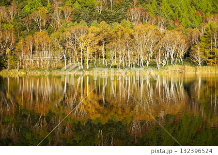 秋色に染まる志賀高原木戸池湖畔　ダケカンバ紅葉の風景 132396524