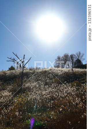 秋色に染まる田ノ原湿原 逆光に輝く枯れすすきの風景 秋色に染まる田ノ原湿原 逆光に輝く枯れすすきの風景 132396531