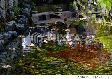下鴨神社の一般参拝の流しびな 下鴨神社の一般参拝の流しびな 132396634
