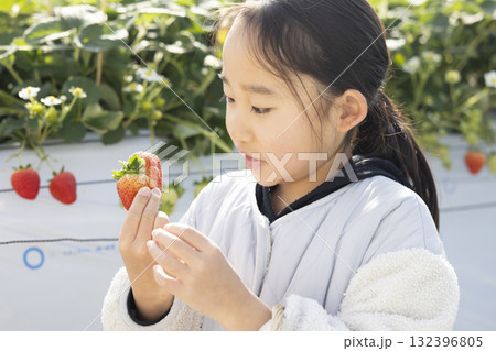 イチゴ狩りを楽しむ女の子 イチゴ狩りを楽しむ女の子 132396805