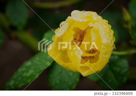 雨上がりの黄色いバラ 132396809