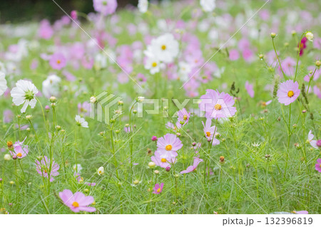 しとやかに咲く雨のコスモス 132396819