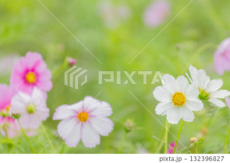 しとやかに咲く雨のコスモス 132396827