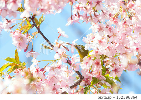 桜の蜜を吸うメジロ 桜の蜜を吸うメジロ 132396864
