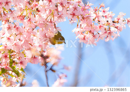 カワズザクラの蜜を吸うメジロ カワズザクラの蜜を吸うメジロ 132396865