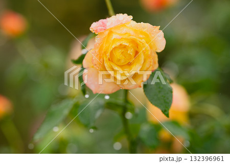 雨上がりのオレンジイエローのバラ 132396961