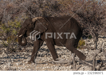 Closeup of an African Elephant Passing By Closeup of an African Elephant Passing By 132396971
