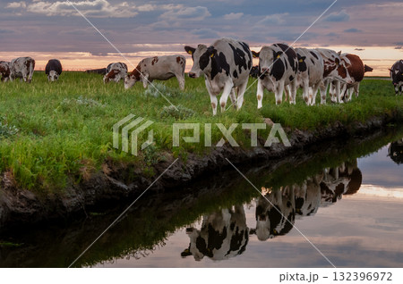 Cattle Walking along a ditch 132396972