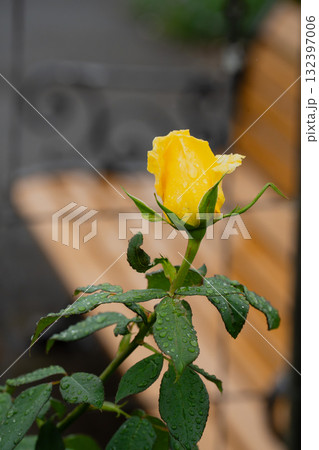 秋雨に濡れる黄色いバラ 秋雨に濡れる黄色いバラ 132397006