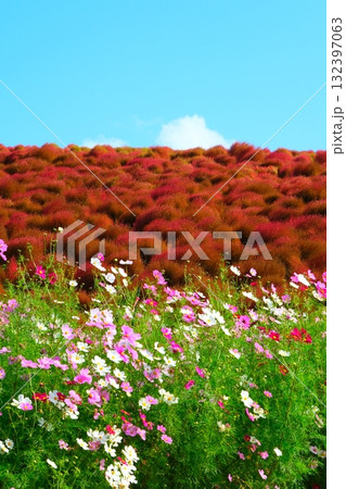 国営ひたち海浜公園のコキア 132397063