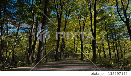 Tall Forest Trees Reaching Toward the Sky on a Sunny Day 132397153