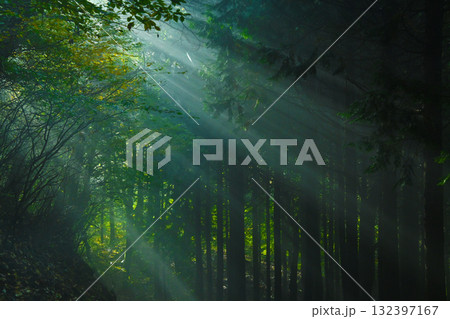 光が差し込む 森の風景 光が差し込む 森の風景 132397167