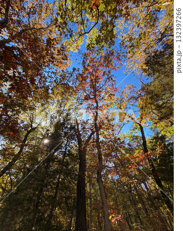 Tall Autumn Trees Reaching Toward Bright Blue Sky 132397266