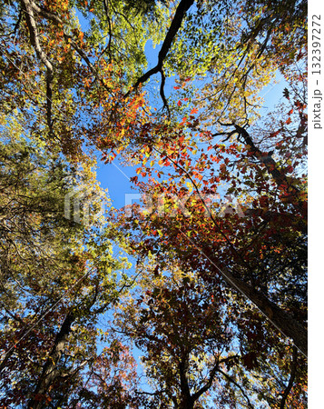 Tall Autumn Trees Reaching Toward Bright Blue Sky Tall Autumn Trees Reaching Toward Bright Blue Sky 132397272