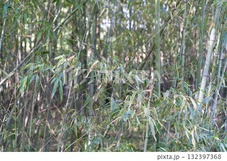 静かな竹林に差し込む柔らかな光② 静かな竹林に差し込む柔らかな光② 132397368