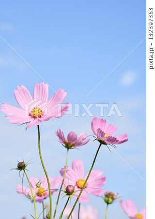 秋の青空に映えるコスモスの花　花畑 132397383
