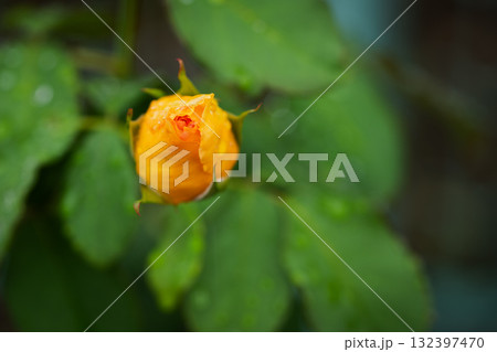 秋、ひらく前の詩（うた） 132397470