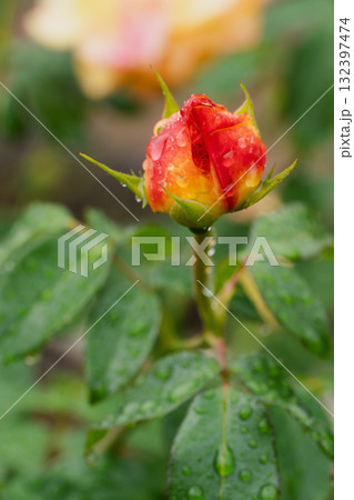 秋、ひらく前の詩（うた） 132397474