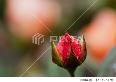 秋、ひらく前の詩（うた） 132397476