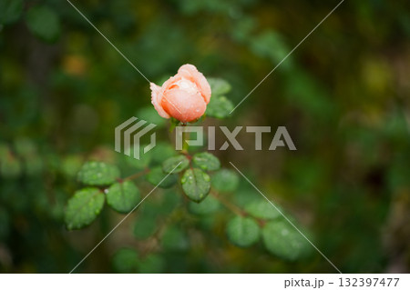 秋、ひらく前の詩(うた) 秋、ひらく前の詩(うた) 132397477