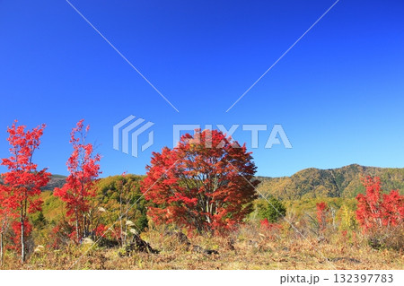 乗鞍高原のオオカエデの紅葉 乗鞍高原のオオカエデの紅葉 132397783