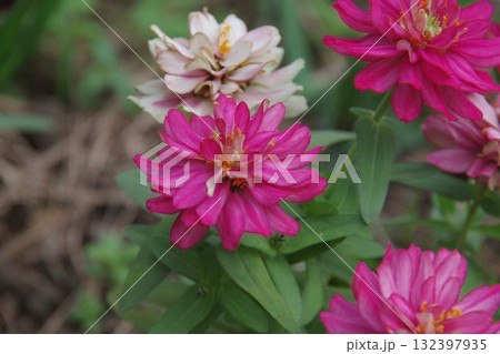 秋に咲くピンクの花 132397935