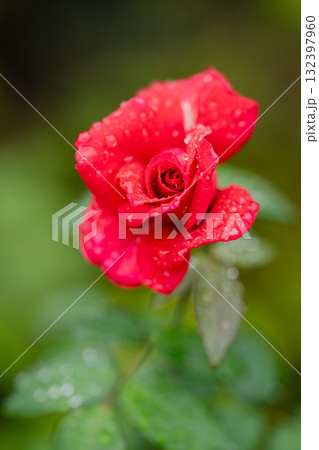 雨のあと、紅の鼓動 雨のあと、紅の鼓動 132397960