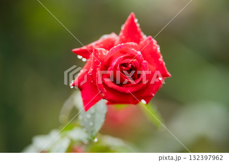 雨のあと、紅の鼓動 132397962