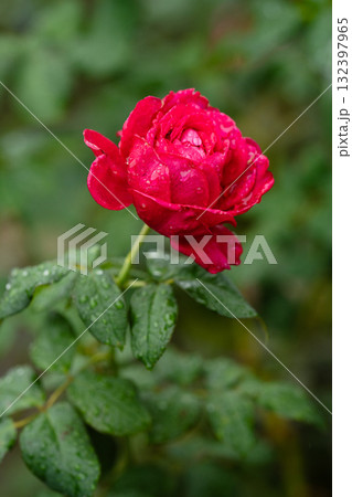 雨のあと、紅の鼓動 雨のあと、紅の鼓動 132397965