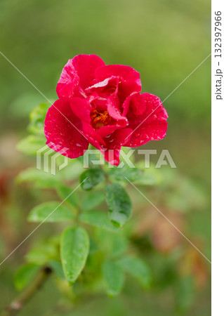 雨のあと、紅の鼓動 雨のあと、紅の鼓動 132397966