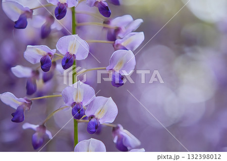 藤の花と玉ボケ 藤の花と玉ボケ 132398012