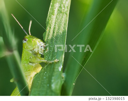 イネ科の植物を食べているバッタ 132398015