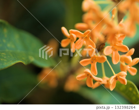 10月に咲いた可憐なキンモクセイの花 132398264