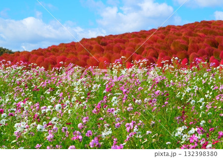 国営ひたち海浜公園のコキア 国営ひたち海浜公園のコキア 132398380