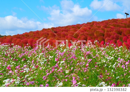 国営ひたち海浜公園のコキア 132398382