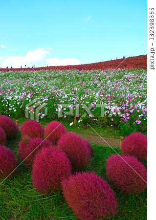 国営ひたち海浜公園のコキア 132398385