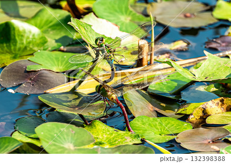 クロスジギンヤンマ 132398388